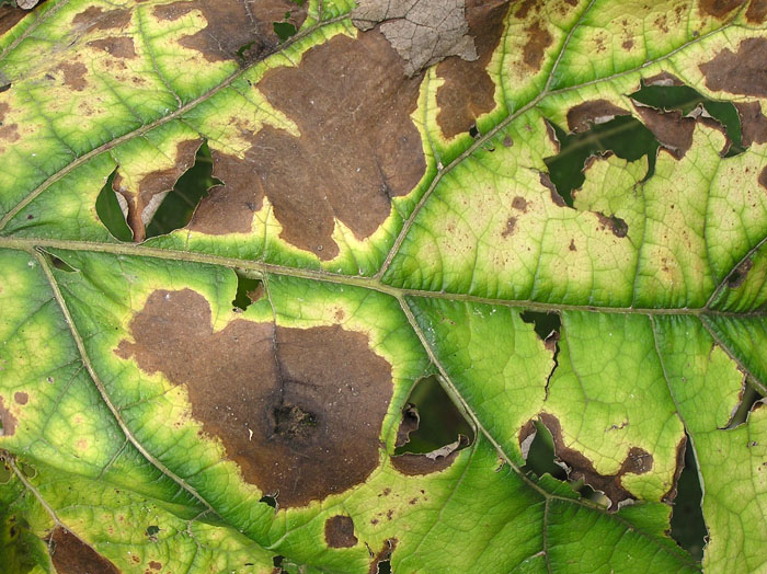 Arctium lappa / Bardana maggiore